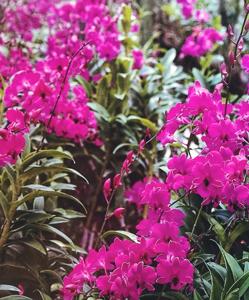 Dendrobium Pompadour