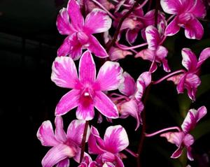 Dendrobium Pompadour