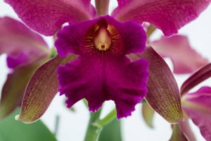 Cattleya Chamberlainiana