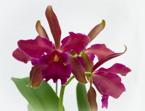 Cattleya Chamberlainiana