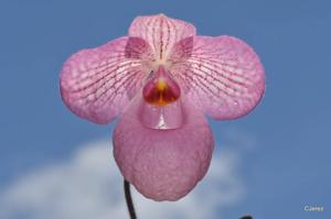 Paphiopedilum Magic Lantern
