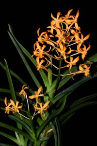 Vanda Twinkle