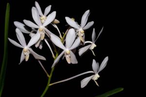 Vanda White Crane