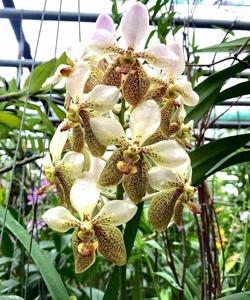 Vanda Kupperi