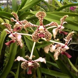 Vanda Burgeffii