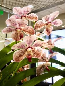 Vanda Manila