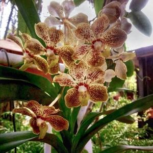 Vanda Mary Foster