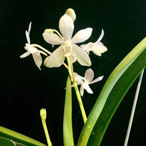 Vanda White Crane