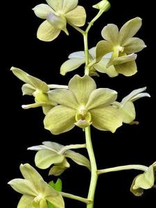 Vanda Hawaiian Verde