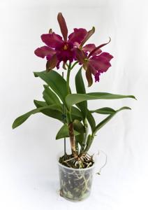 Cattleya Chamberlainiana