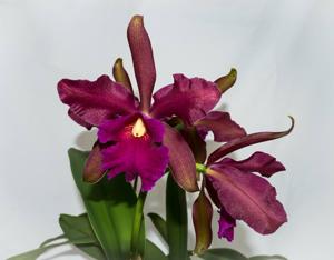 Cattleya Chamberlainiana