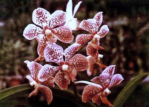 Vanda Tatzeri