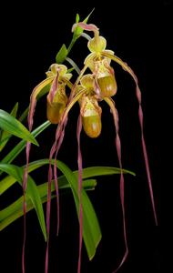 Phragmipedium Grande