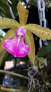 Brassocattleya Florida Stars