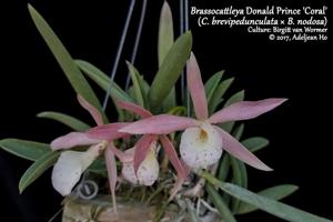 Brassocattleya Donald Prince