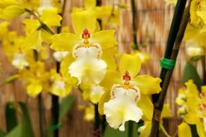 Oncidium Sunlight