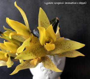 Lycaste groganii