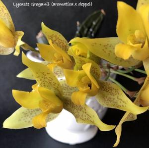 Lycaste groganii