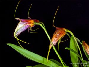 Masdevallia Incan Sun