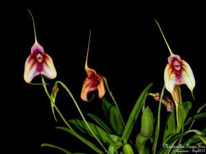 Masdevallia Incan Sun