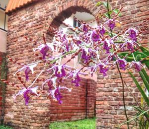 Dendrobium Margaret Thatcher