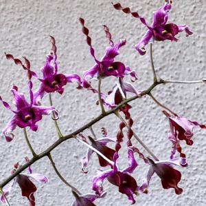 Dendrobium Margaret Thatcher