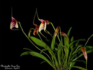 Masdevallia Incan Sun