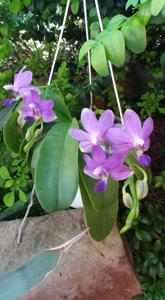 Phalaenopsis Purple Martin