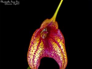 Masdevallia Incan Sun