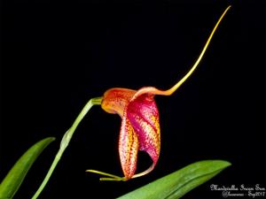 Masdevallia Incan Sun