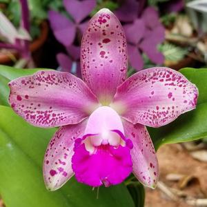 Rhyncholaeliocattleya Deception Spots