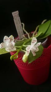 Phalaenopsis Yaphon Lobspis-tetraspis