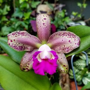 Rhyncholaeliocattleya Deception Spots