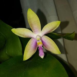 Phalaenopsis gersenii