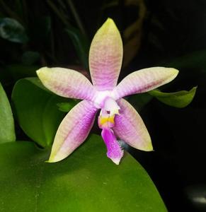 Phalaenopsis gersenii