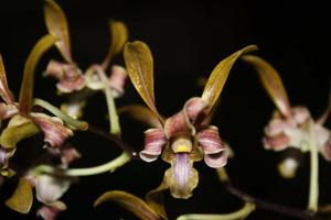 Dendrobium Pioneer River