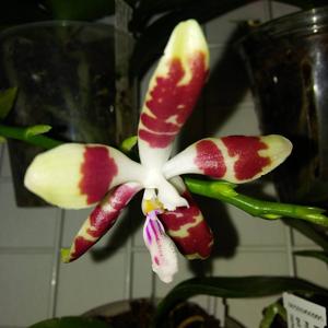 Phalaenopsis Sumaspice