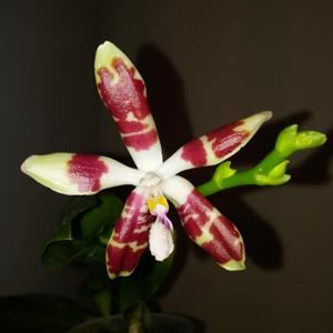 Phalaenopsis Sumaspice