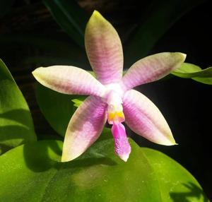 Phalaenopsis gersenii