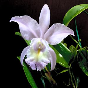 Cattleya Sea Breeze