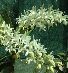 Dendrobium Andrew Persson