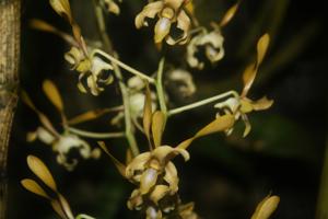 Dendrobium Pioneer River