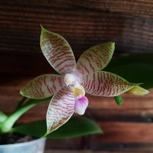 Phalaenopsis Malibu Imp