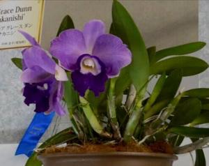 Cattleya Tiny Blue