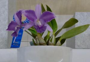 Cattleya Blue Pearl