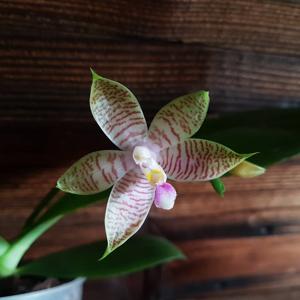 Phalaenopsis Malibu Imp