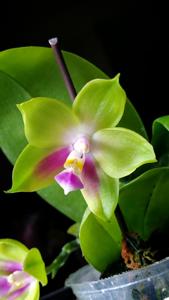 Phalaenopsis Chienlung Happy Queen-Jewel Queen