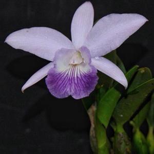 Cattleya Love Knot