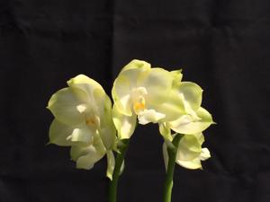 Phalaenopsis Chang Maw Jade