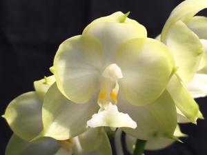 Phalaenopsis Chang Maw Jade